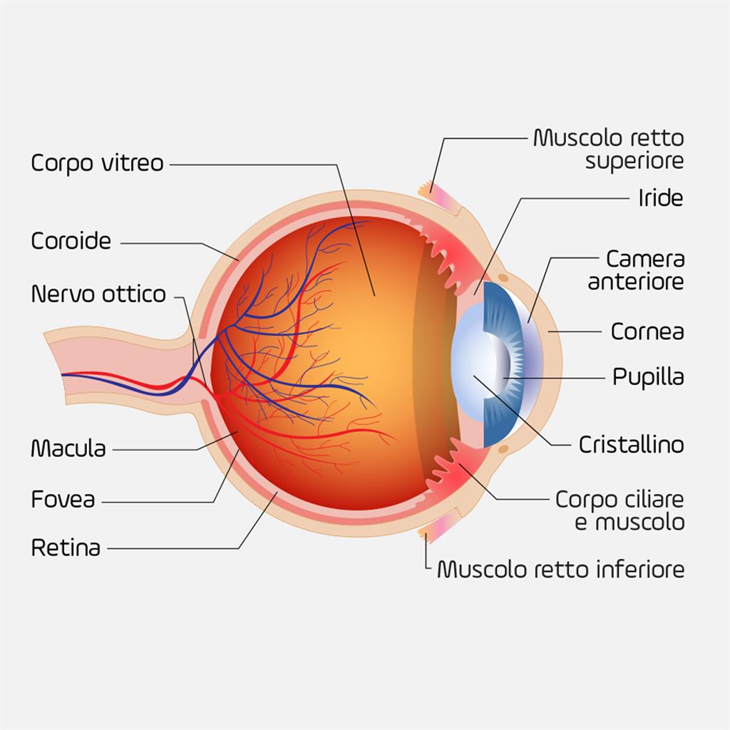 Lesione Alla Cornea Cause E Trattamento Blog Di Clinica Baviera Italia