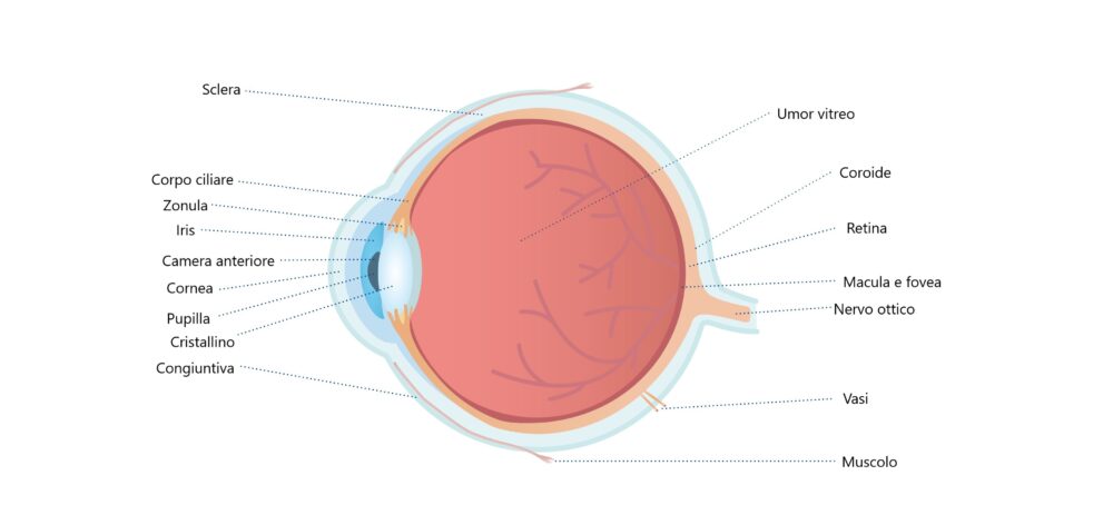 Anatomia del'occhio